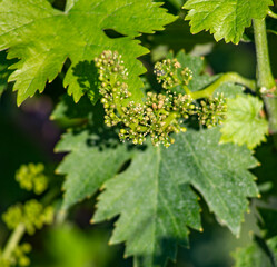 Vitigno Nebbiolo - Langhe - Piemonte - Uva