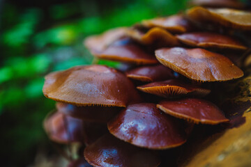 Brown mushroom growing on a tree bark