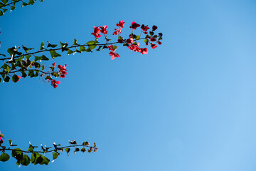 Green tree branches with red flowers on blue sky background.