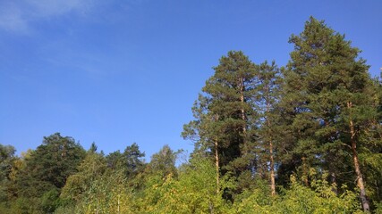 Autumn forest, autumn foliage, autumn trees and weather. Everything breathes in autumn, it's autumn time.