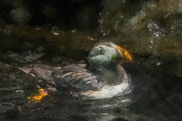 Puffin in the sea