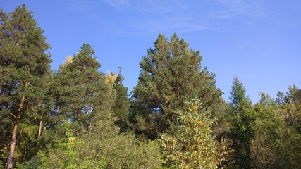 Autumn forest, autumn foliage, autumn trees and weather. Everything breathes in autumn, it's autumn time.
