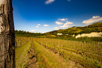 Vigne - Paesaggio - Piemonte - Langhe - Mango - Italia