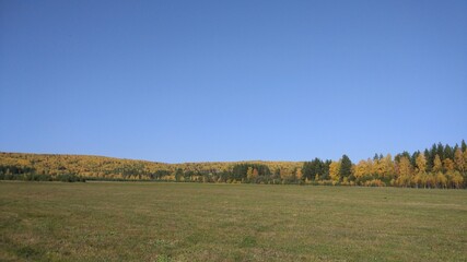 Fototapeta premium Autumn forest, autumn foliage, autumn trees and weather. Everything breathes in autumn, it's autumn time.