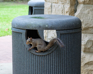 Gray Squirrel Explores the Offerings in a Trash Can