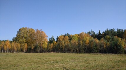Autumn forest, autumn foliage, autumn trees and weather. Everything breathes in autumn, it's autumn time.