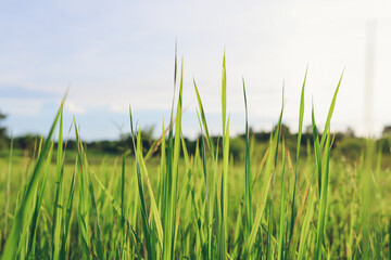 Top view​ of rice field in the​ morning