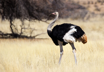 Ostrich male in grasslands Kgalagadi desert