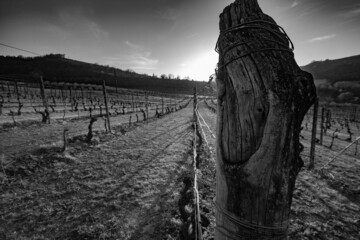 Vigne - Paesaggio - Piemonte - Langhe - Mango - Italia