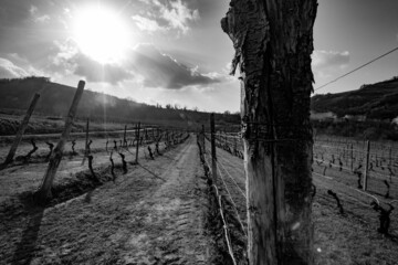 Vigne - Paesaggio - Piemonte - Langhe - Mango - Italia