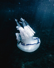 Vertical closeup of a barrel jellyfish underwater © Marimont Studio/Wirestock
