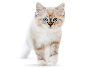 Ragdoll kitten isolated on white background