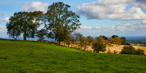 Trees and farmed fields