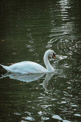 Beautiful white swan on the lake.