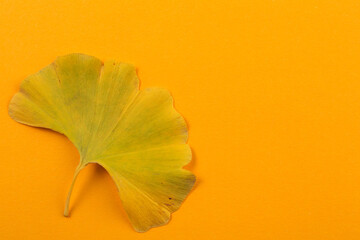 big autumn yellow leaf of ginkgo biloba, yellow background, concept