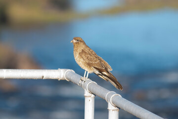 birds, nature, animals, bird