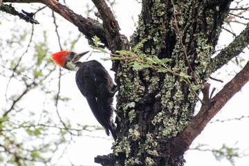 birds, nature, animals, bird