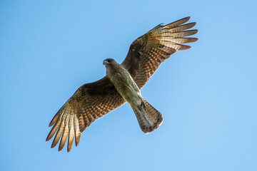 birds, nature, animals, bird