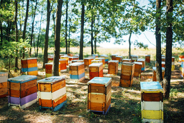 Colorful wooden beehives on forest apiary.
