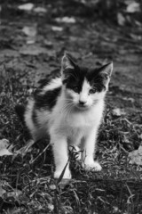 Beautiful cat black and white photo.