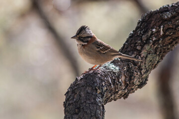 birds, nature, animals, bird