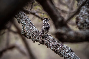 birds, nature, animals, bird