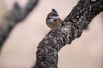 fauna, birds, nature, animals