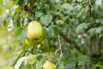 green wild pears hanging on a tree in forest