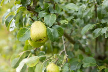 green wild pears hanging on a tree in forest
