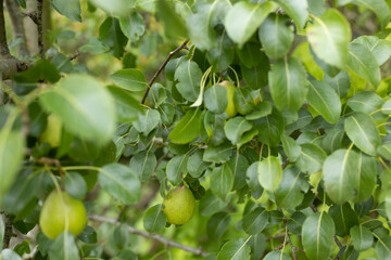 green wild pears hanging on a tree in forest
