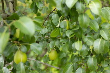 Fototapeta premium green wild pears hanging on a tree in forest