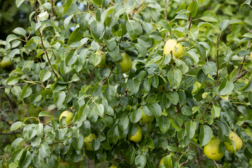 green wild pears hanging on a tree in forest
