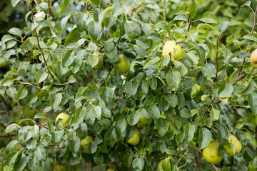 green wild pears hanging on a tree in forest