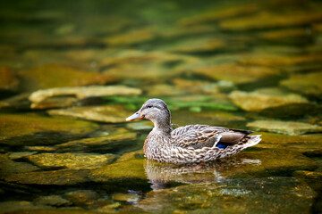 a wild duck swimming in a green lake