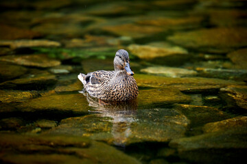a wild duck swimming in a green lake