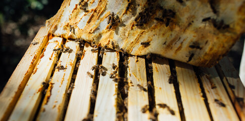 Removing the propolis canvas from the hive. Harvest of beekeeping products in the apiary.