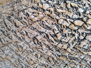 Closeup of the textured surface of Phytolacca dioica bark