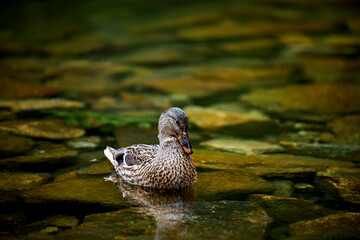 a wild duck swimming in a green lake
