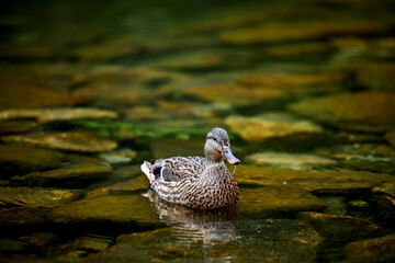 a wild duck swimming in a green lake