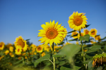 Fototapeta premium Agricultural field with yellow blooming sunflowers against the blue sky