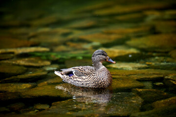 a wild duck swimming in a green lake