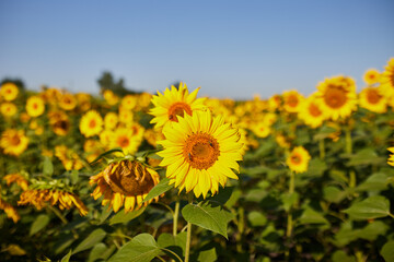 Agricultural field with yellow  blooming sunflowers against the blue sky