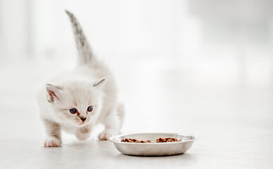 Ragdoll cat kitten in studio