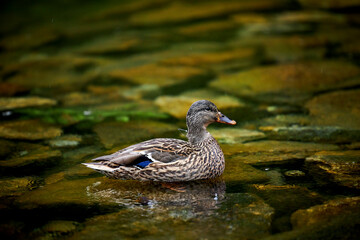 a wild duck swimming in a green lake