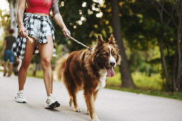 Border Collie dog on a walk in park with it's female owner