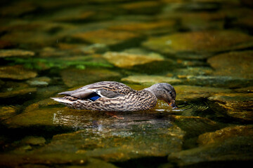 a wild duck swimming in a green lake