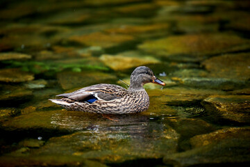 a wild duck swimming in a green lake
