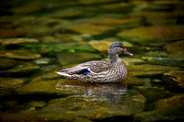 a wild duck swimming in a green lake