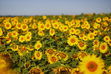 Agricultural field with yellow  blooming sunflowers against the blue sky