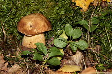 Russian nature. It's time of the year - autumn. Bright brown mushroom under yellow leaves. photography conveys a bright mood.